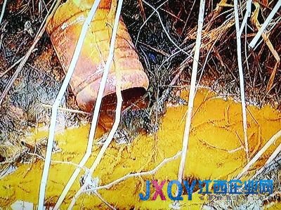 南京7污企搬遷前瘋狂排污:活魚入水10分鐘就死