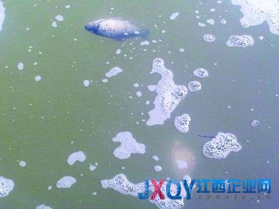 南京7污企搬遷前瘋狂排污:活魚入水10分鐘就死