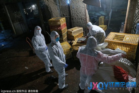 6日起，上海將暫時停止活禽交易，并關閉活禽市場。