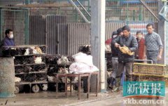 世衛組織：撲殺禽類能否阻止H7N9傳播暫未確定
