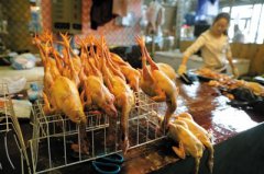 全國確診21例人感染H7N9  北京暫停寵物鳥交易