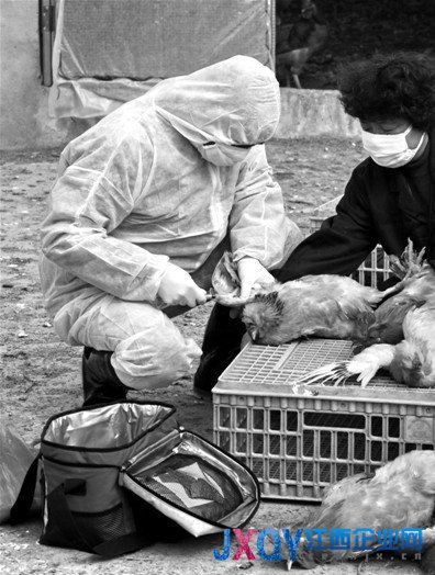 衛計委：H7N9仍處于散發狀態 有信心控制疫情