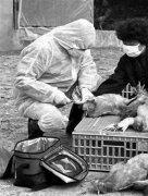 衛計委：H7N9仍處于散發狀態 有信心控制疫情