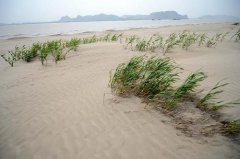 南方土地沙化被忽視 鄱陽湖流沙每年外擴3-5米