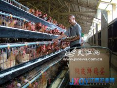 回暖可期養殖戶開始“抄底” 銅鼓養殖戶低價購