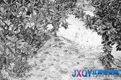 果樹掛果少 果農疑因企業污染[圖]