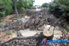 南昌西湖區(qū)37棵樟樹被砍了枝丫 是準(zhǔn)備偷走？[圖