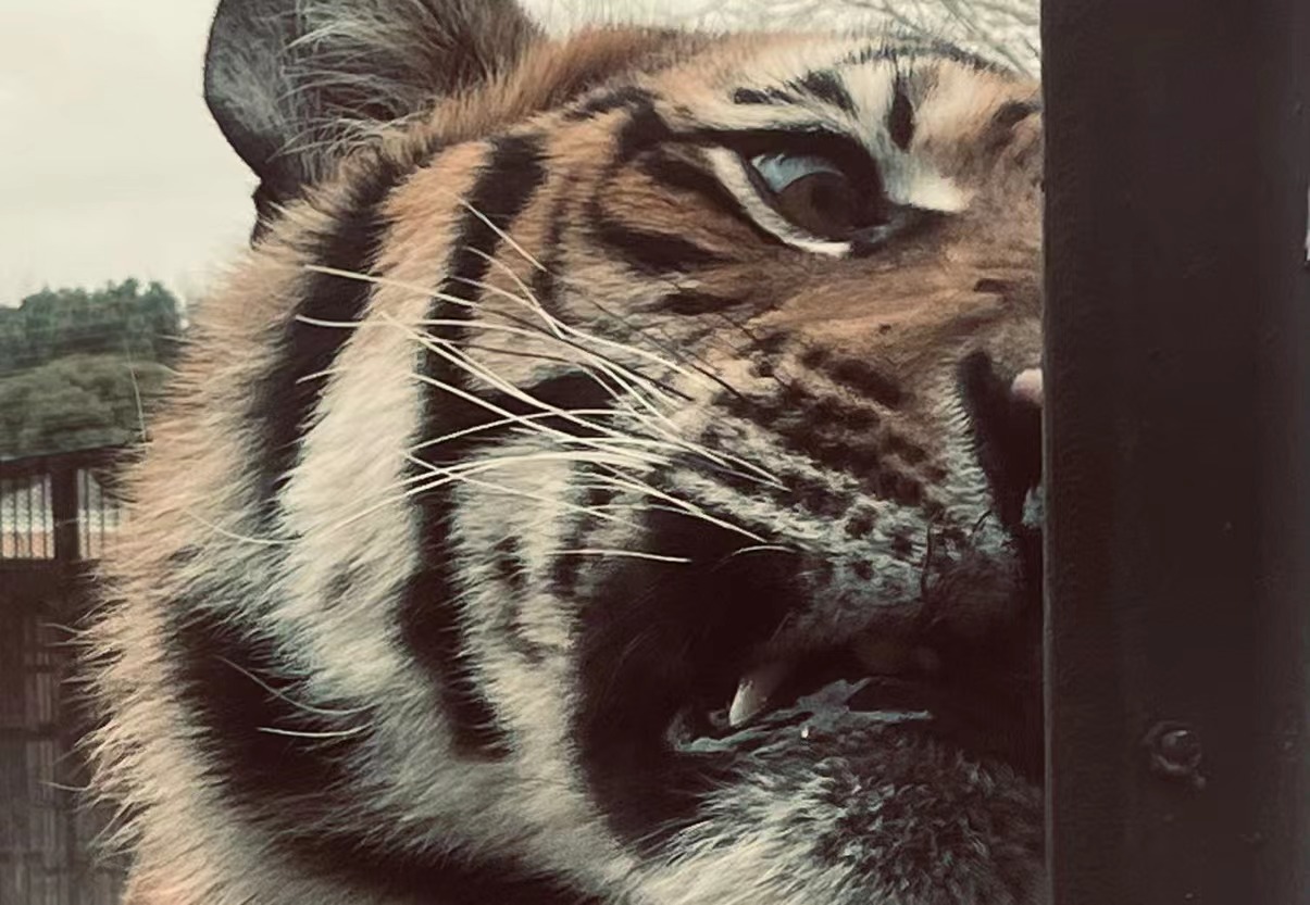 虎年觀虎！南昌動物園虎園迎來觀虎熱潮